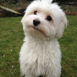 Meet your Posher, Cody